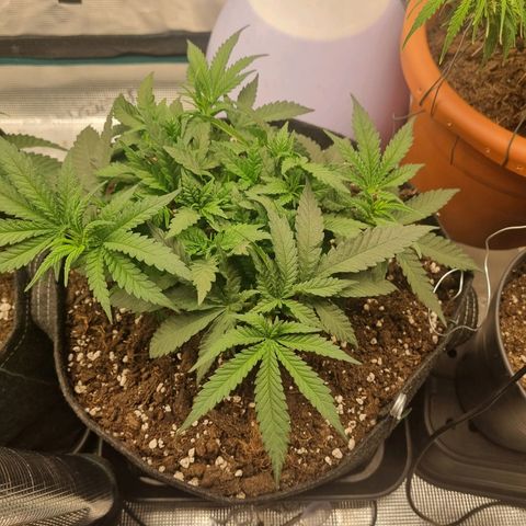 It's Brittney Biscotti Bitch growlog timeline photo