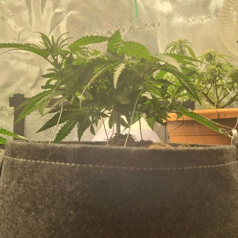It's Brittney Biscotti Bitch growlog timeline photo