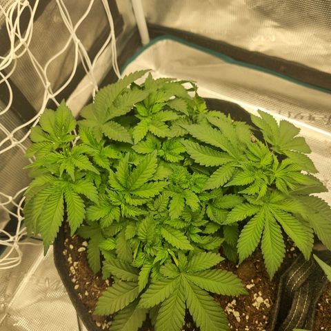 Her name's Bruciepoo growlog timeline photo