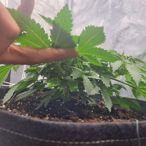 Her name's Bruciepoo growlog timeline photo
