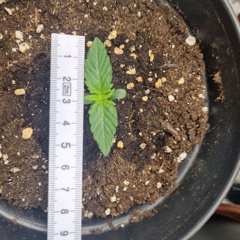 The Satino Prøject growlog timeline photo