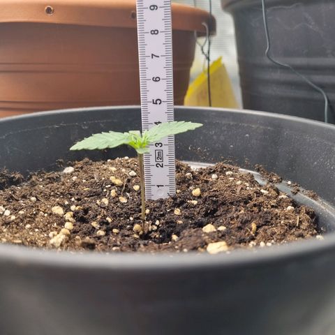 The Satino Prøject growlog timeline photo
