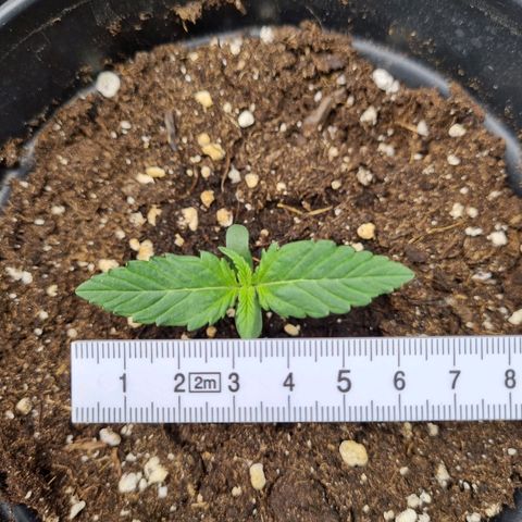 The Satino Prøject growlog timeline photo