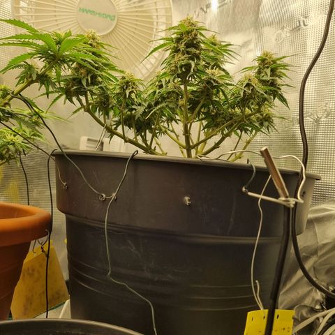 Melissa Bomb growlog timeline photo