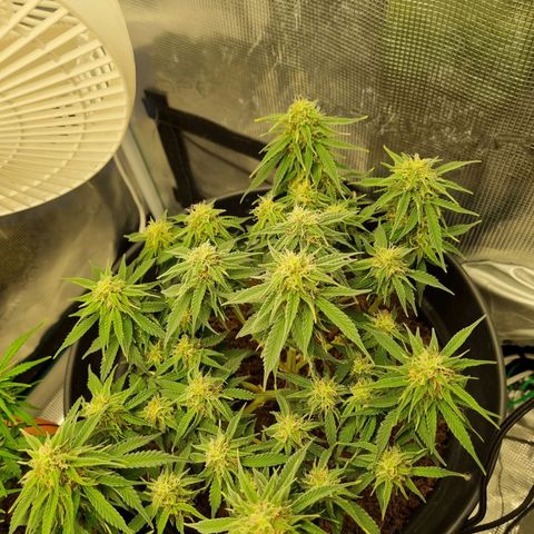 Melissa Bomb growlog timeline photo