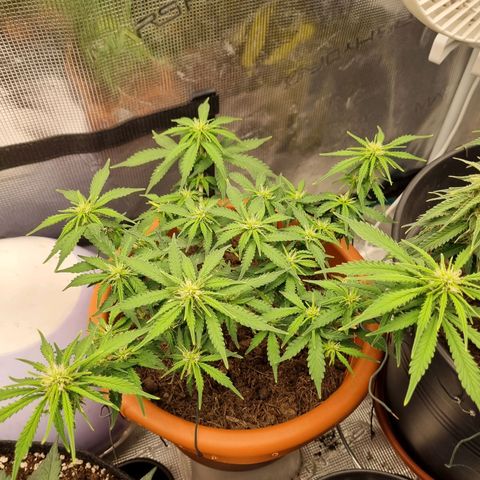 Patricia's Bitch Ass growlog timeline photo