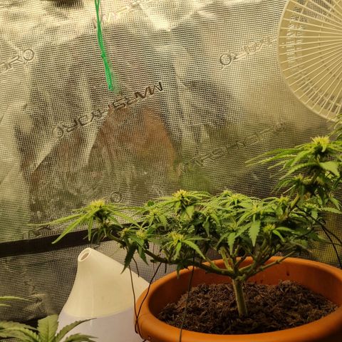 Patricia's Bitch Ass growlog timeline photo