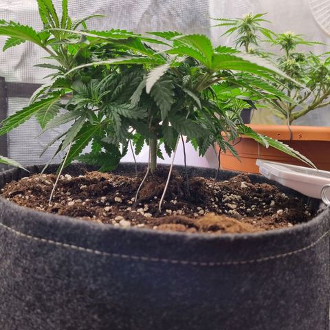 It's Brittney Biscotti Bitch growlog timeline photo