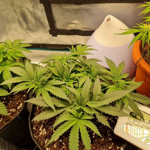 It's Brittney Biscotti Bitch growlog timeline photo