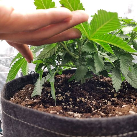 Her name's Bruciepoo growlog timeline photo