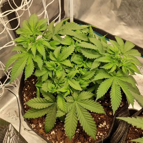 Her name's Bruciepoo growlog timeline photo