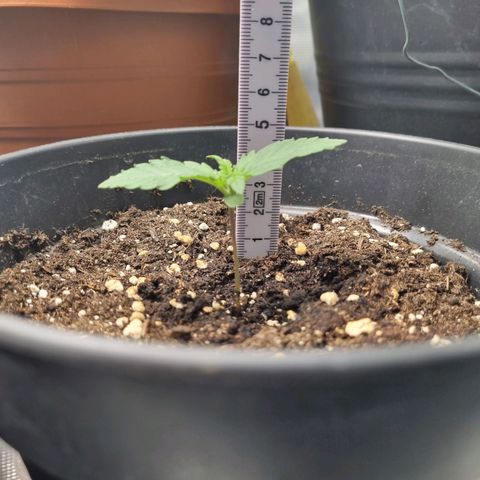 The Satino Prøject growlog timeline photo