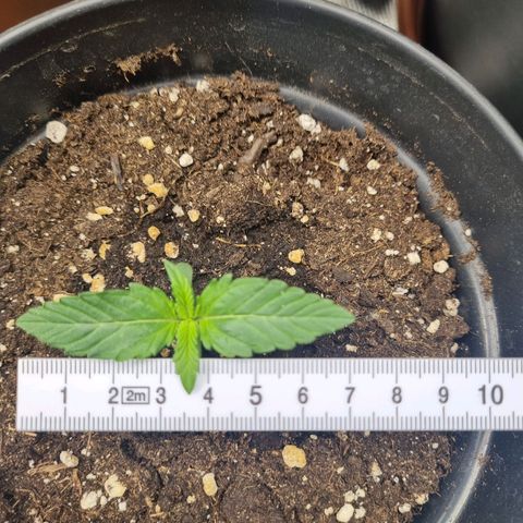 The Satino Prøject growlog timeline photo