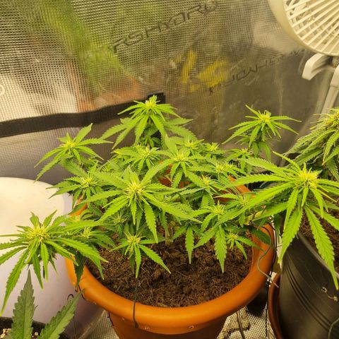 Patricia's Bitch Ass growlog timeline photo