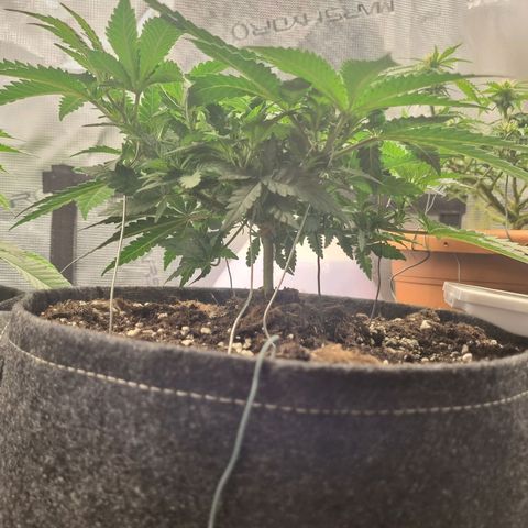 It's Brittney Biscotti Bitch growlog timeline photo