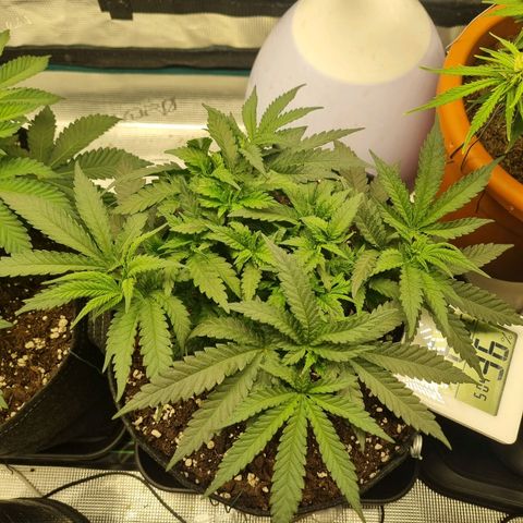 It's Brittney Biscotti Bitch growlog timeline photo