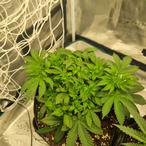 Her name's Bruciepoo growlog timeline photo