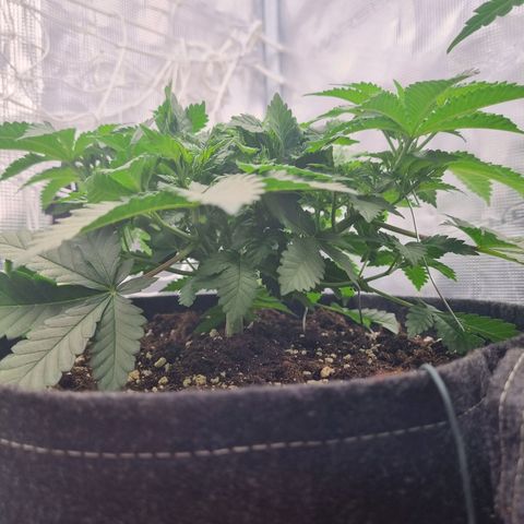 Her name's Bruciepoo growlog timeline photo