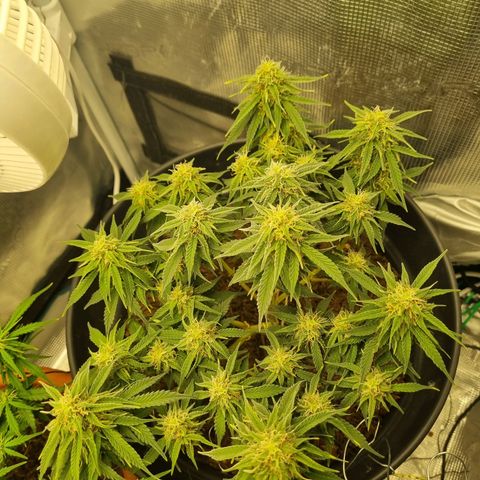 Melissa Bomb growlog timeline photo