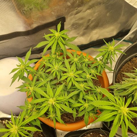Patricia's Bitch Ass growlog timeline photo
