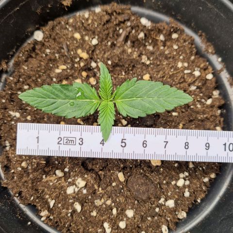 The Satino Prøject growlog timeline photo