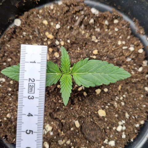 The Satino Prøject growlog timeline photo