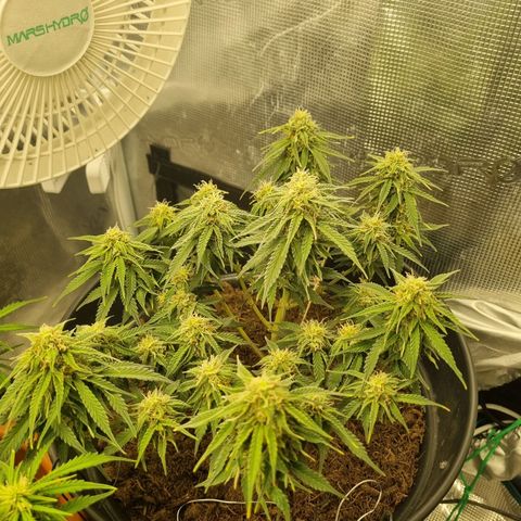 Melissa Bomb growlog timeline photo