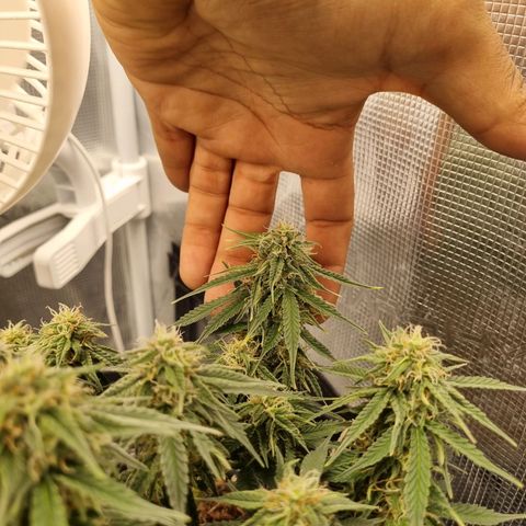 Melissa Bomb growlog timeline photo