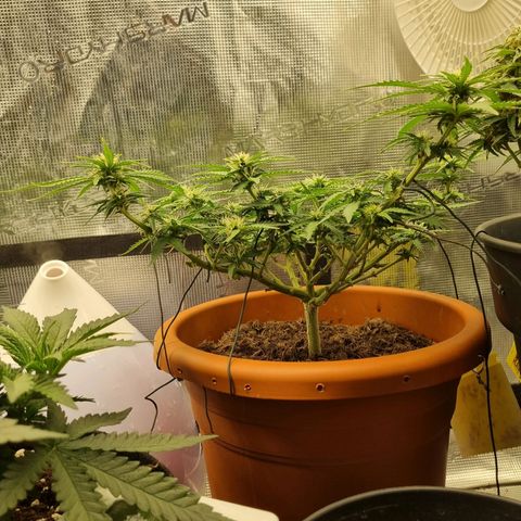 Patricia's Bitch Ass growlog timeline photo