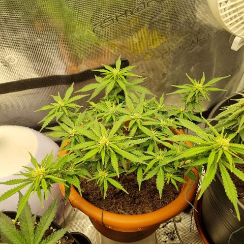 Patricia's Bitch Ass growlog timeline photo