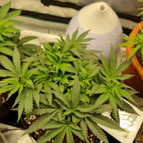 It's Brittney Biscotti Bitch growlog timeline photo