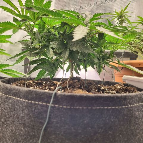 It's Brittney Biscotti Bitch growlog timeline photo