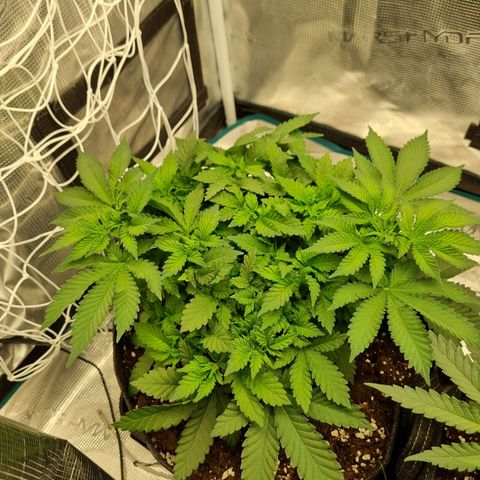 Her name's Bruciepoo growlog timeline photo