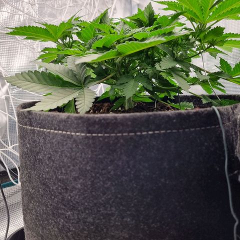 Her name's Bruciepoo growlog timeline photo