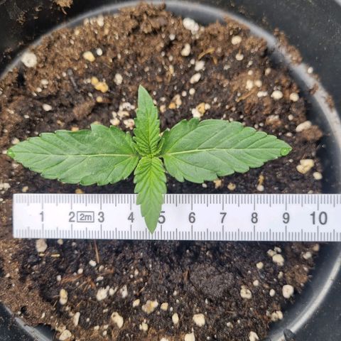The Satino Prøject growlog timeline photo