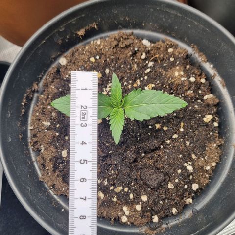 The Satino Prøject growlog timeline photo