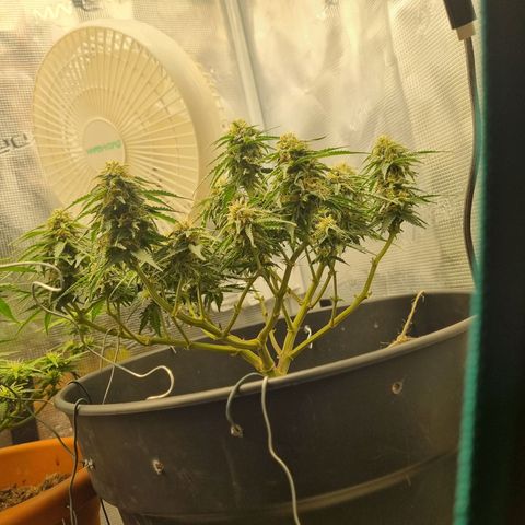 Melissa Bomb growlog timeline photo