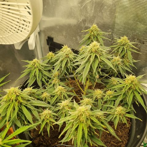 Melissa Bomb growlog timeline photo