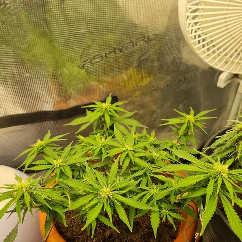 Patricia's Bitch Ass growlog timeline photo