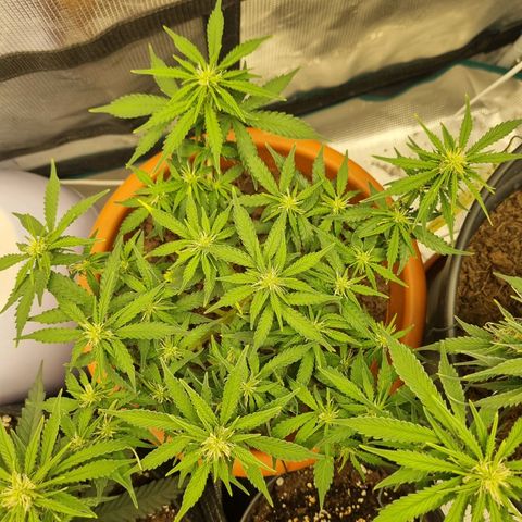 Patricia's Bitch Ass growlog timeline photo