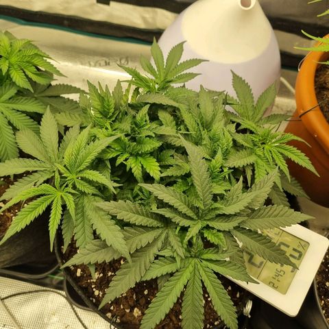 It's Brittney Biscotti Bitch growlog timeline photo