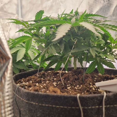 It's Brittney Biscotti Bitch growlog timeline photo