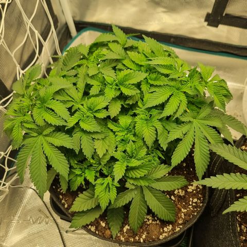 Her name's Bruciepoo growlog timeline photo