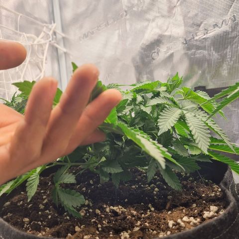 Her name's Bruciepoo growlog timeline photo