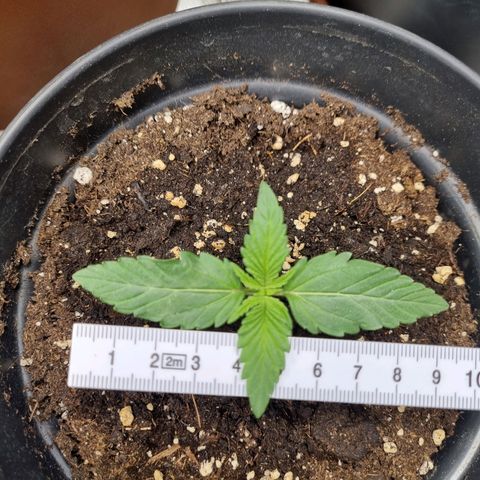 The Satino Prøject growlog timeline photo