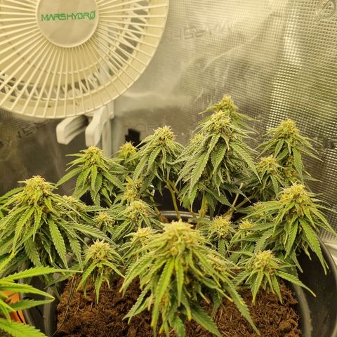 Melissa Bomb growlog timeline photo