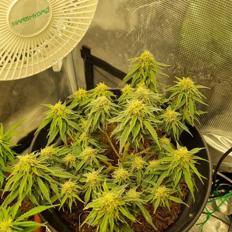 Melissa Bomb growlog timeline photo