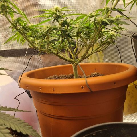 Patricia's Bitch Ass growlog timeline photo