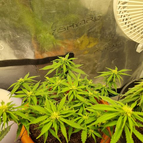 Patricia's Bitch Ass growlog timeline photo