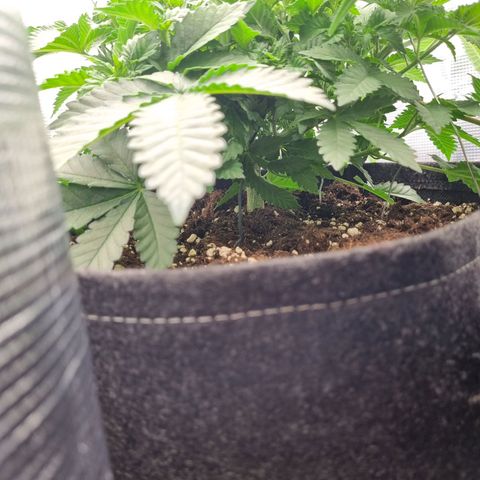 Her name's Bruciepoo growlog timeline photo